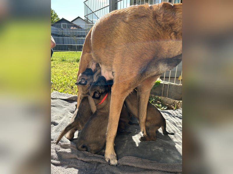 Malinois