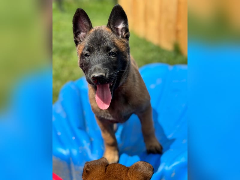 Malinois