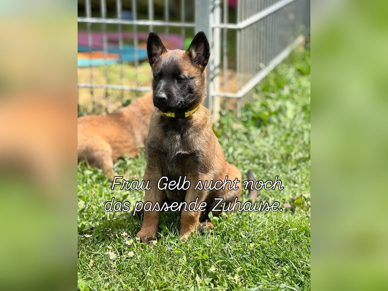 Malinois