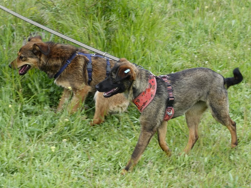 Liebe Nala sucht eine neue Familie