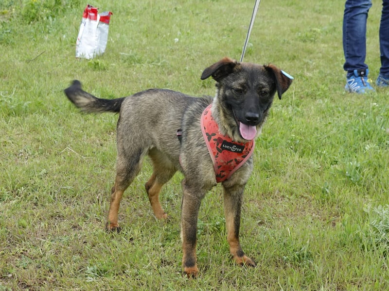 Liebe Nala sucht eine neue Familie