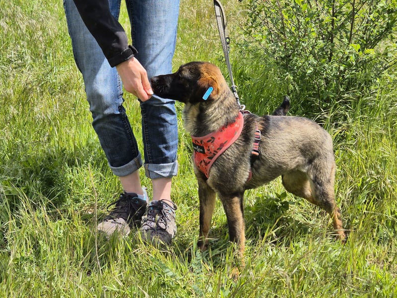 Liebe Nala sucht eine neue Familie