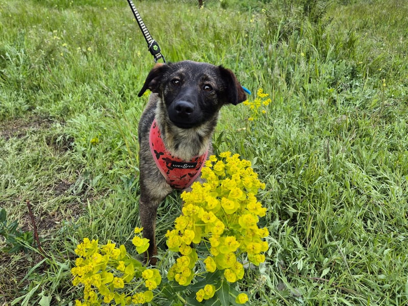 Liebe Nala sucht eine neue Familie