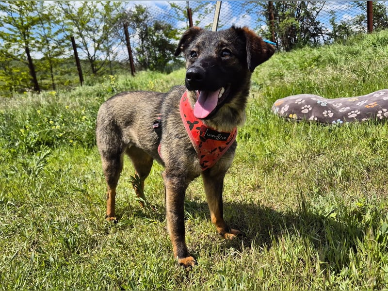 Liebe Nala sucht eine neue Familie