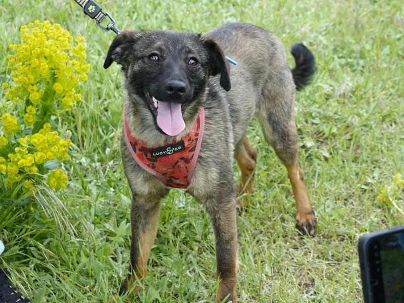 Liebe Nala sucht eine neue Familie