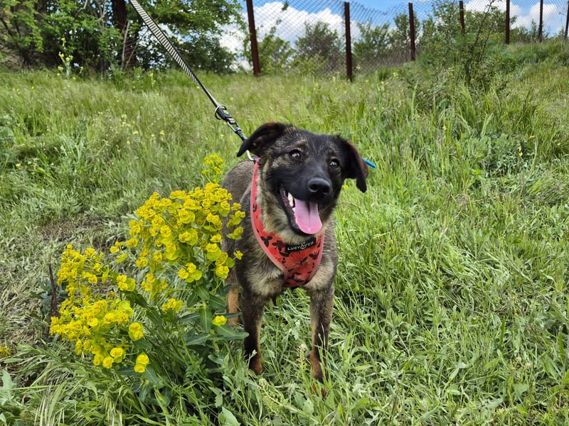 Liebe Nala sucht eine neue Familie