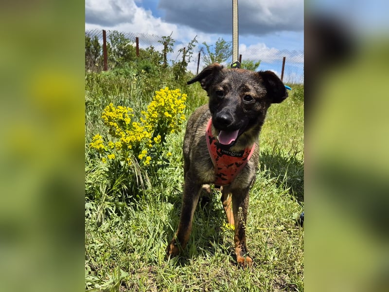 Liebe Nala sucht eine neue Familie
