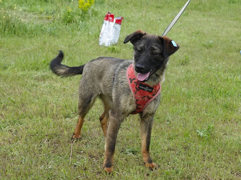 Liebe Nala sucht eine neue Familie