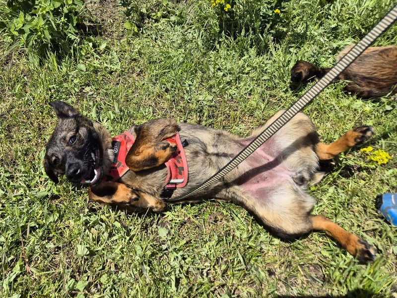 Liebe Nala sucht eine neue Familie