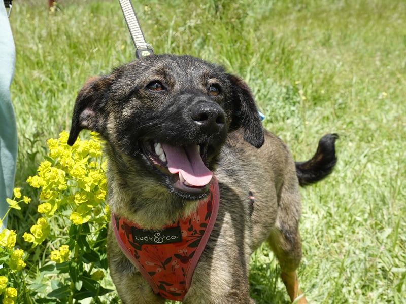 Liebe Nala sucht eine neue Familie