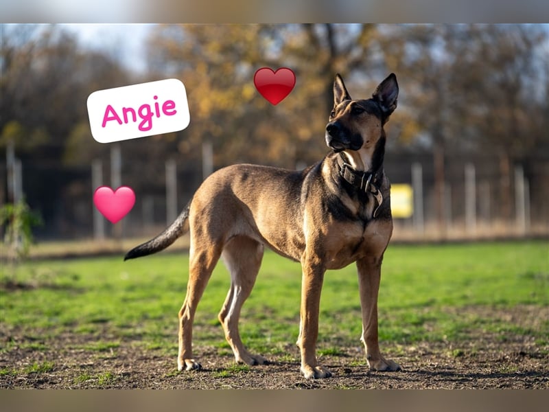 Malinoix Mix Angie lebt bei einer Tierärztin in Bulgarien