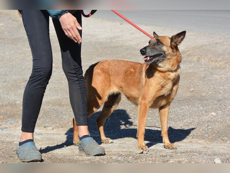 Magia -  Malinois mit großem Herzen