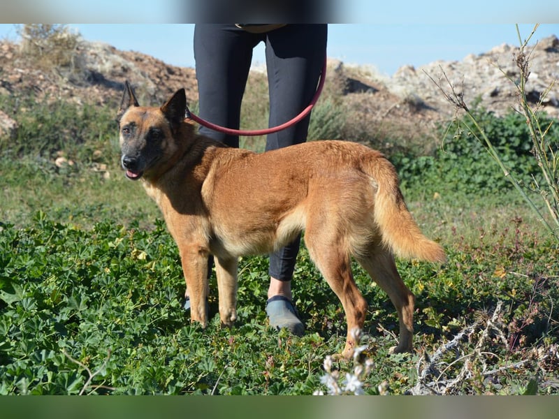 Magia -  Malinois mit großem Herzen