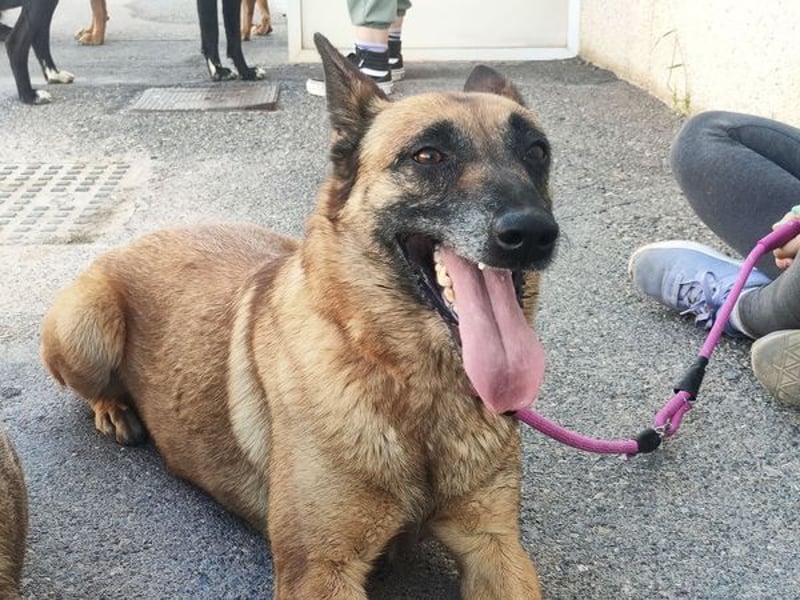 Magia -  Malinois mit großem Herzen