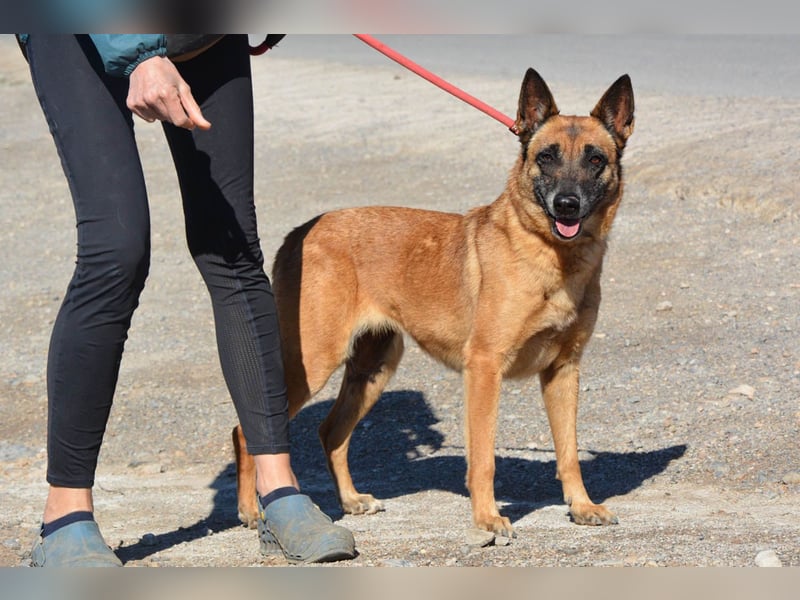Magia -  Malinois mit großem Herzen