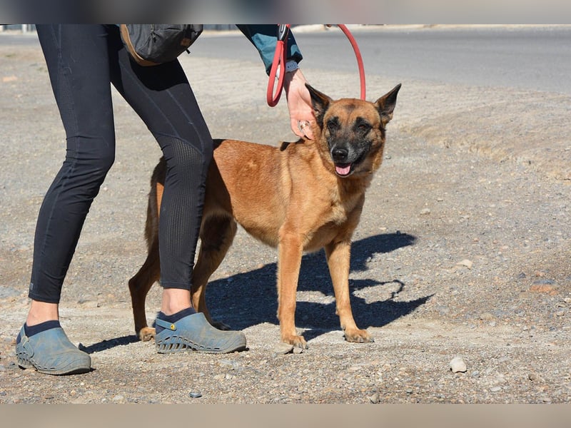 Magia -  Malinois mit großem Herzen
