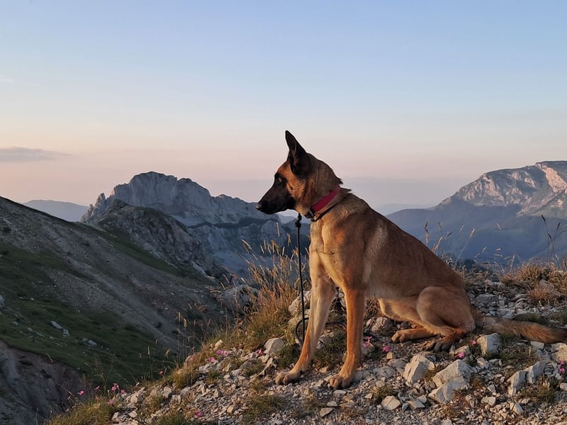 Malinois-Hündin (2,5 J.) in kompetente Hände abzugeben