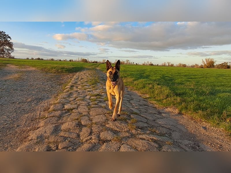 Malinois-Hündin (2,5 J.) in kompetente Hände abzugeben