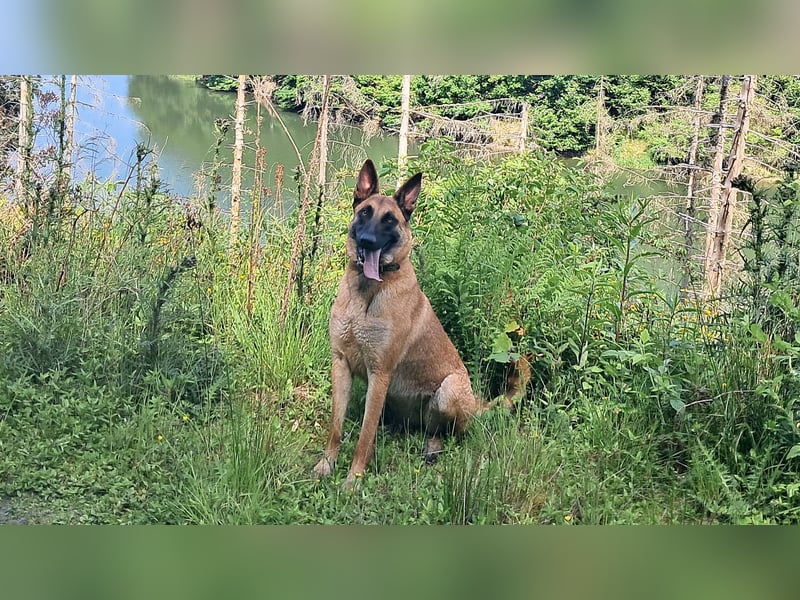 Malinois-Hündin (2,5 J.) in kompetente Hände abzugeben