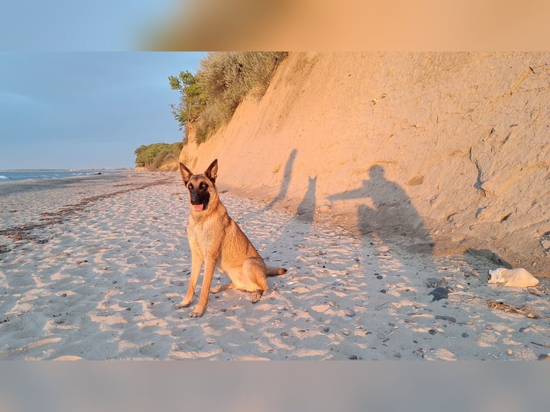 Malinois-Hündin (2,5 J.) in kompetente Hände abzugeben