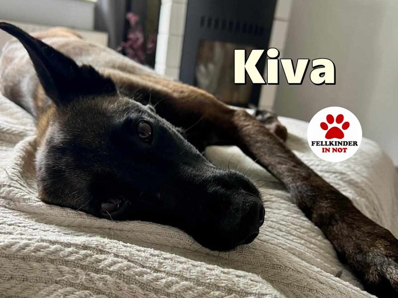 Zuckersüße Kiva sucht ein Kuschelkörbchen