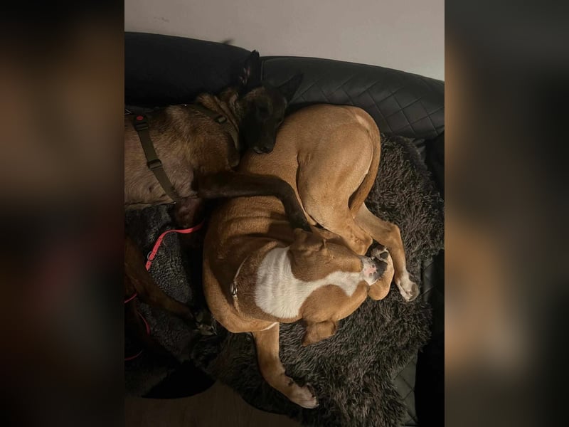 Zuckersüße Kiva sucht ein Kuschelkörbchen