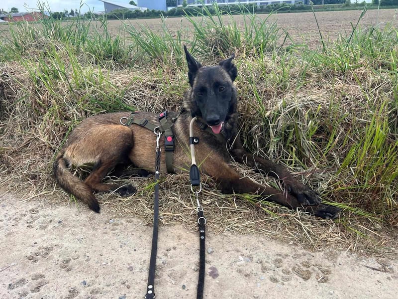 Zuckersüße Kiva sucht ein Kuschelkörbchen