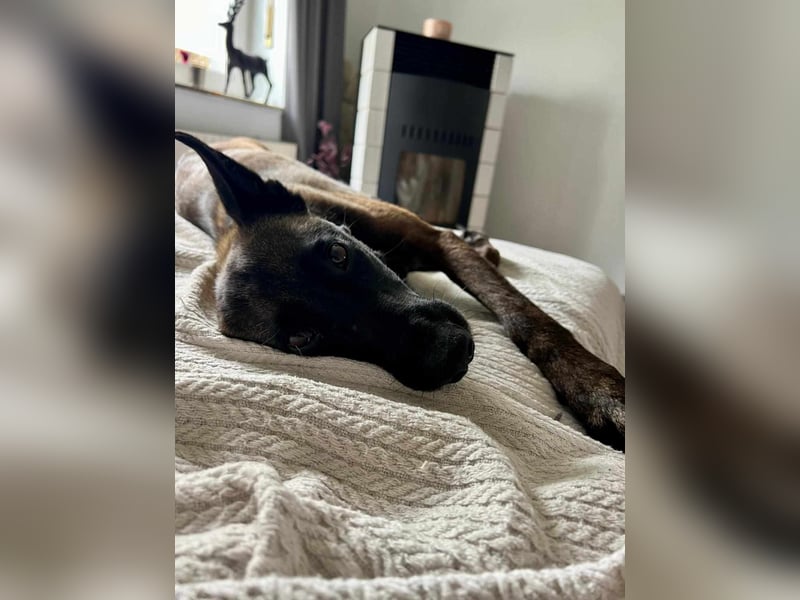 Zuckersüße Kiva sucht ein Kuschelkörbchen