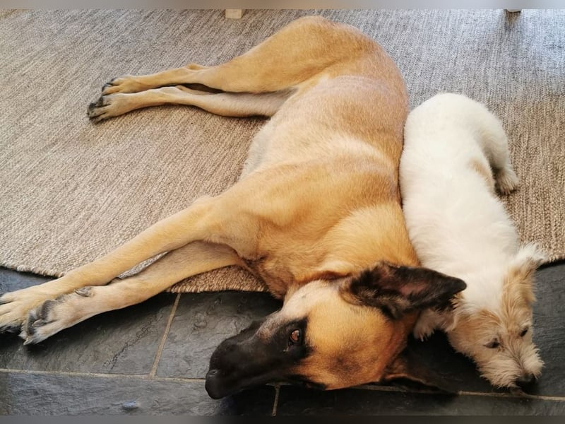 Ava, schöne Malinois-Mix Hündin sucht neues Zuhause !