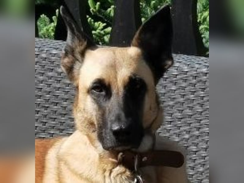 Ava, schöne Malinois-Mix Hündin sucht neues Zuhause !