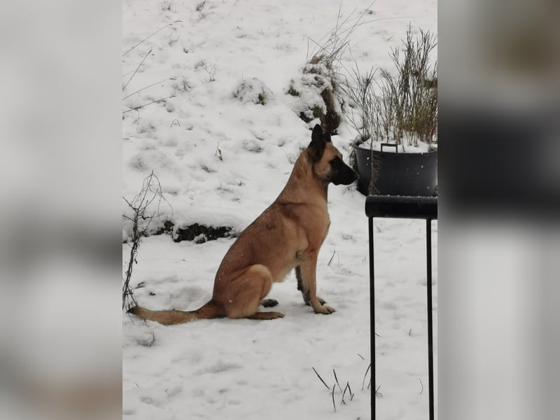 Ava, schöne Malinois-Mix Hündin sucht neues Zuhause !