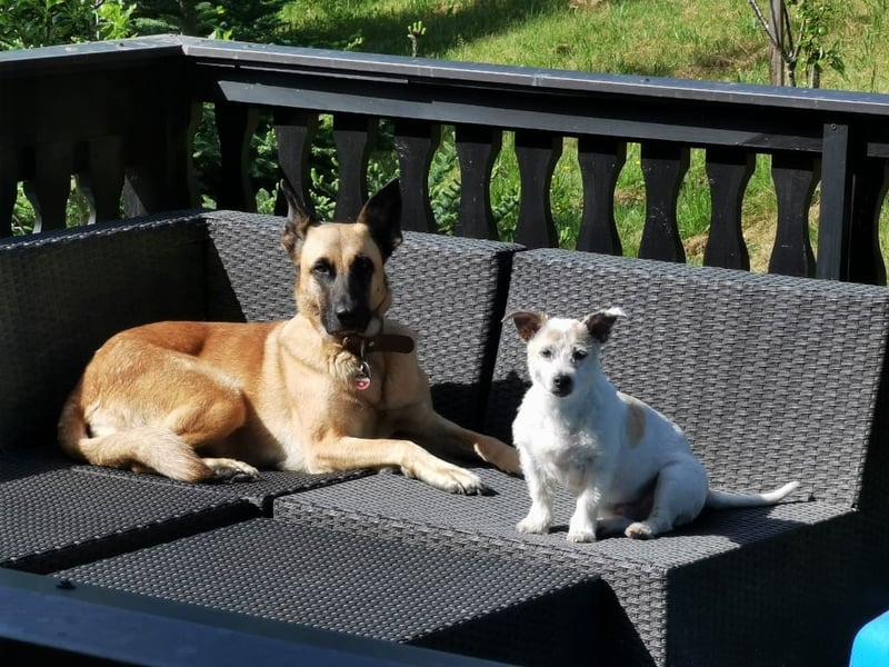 Ava, schöne Malinois-Mix Hündin sucht neues Zuhause !