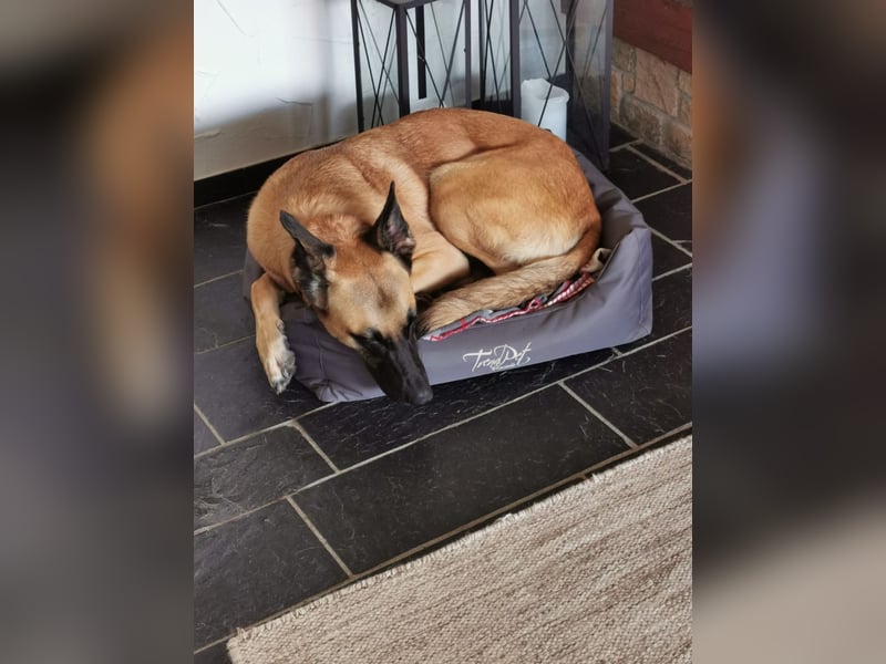 Ava, schöne Malinois-Mix Hündin sucht neues Zuhause !