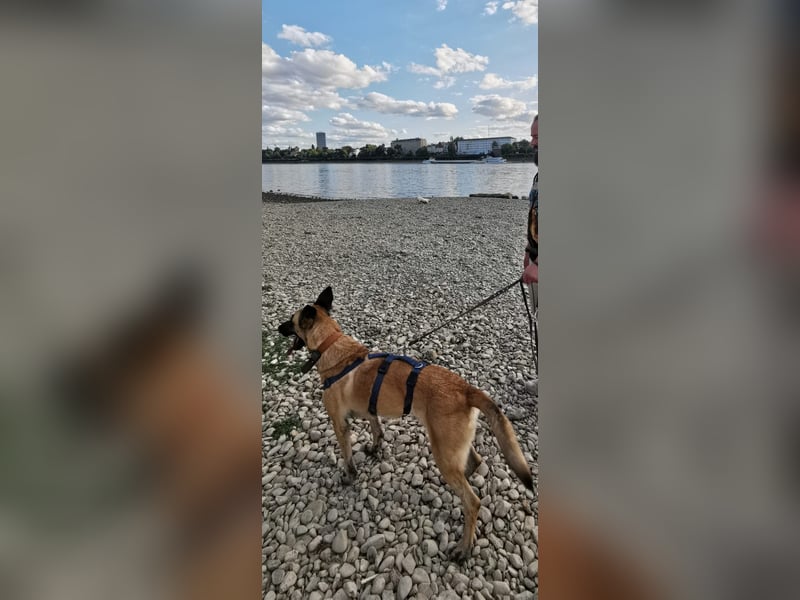 Ava, schöne Malinois-Mix Hündin sucht neues Zuhause !