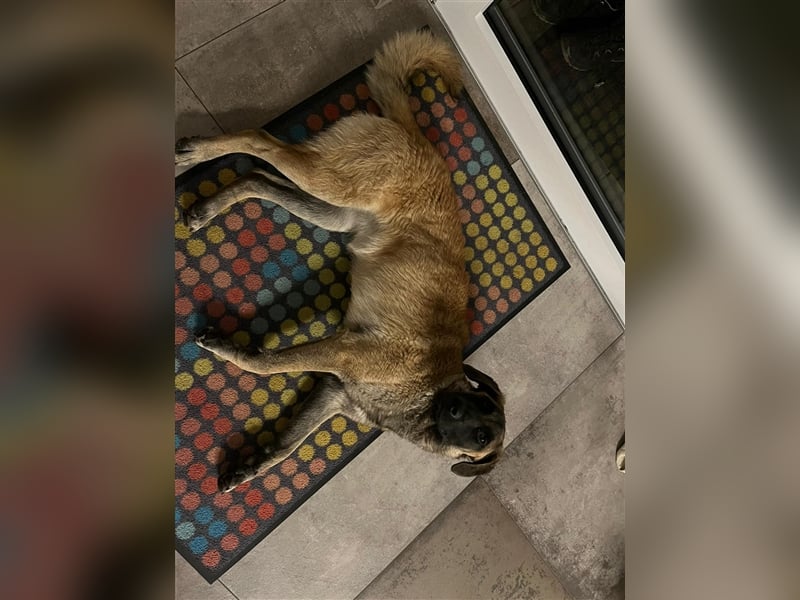 Hailey sucht Ihre Aufgabe