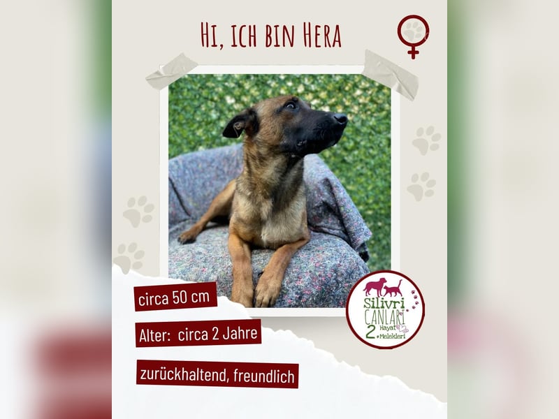 Wunderschöne Mali Hündin Hera sucht ein zu Hause