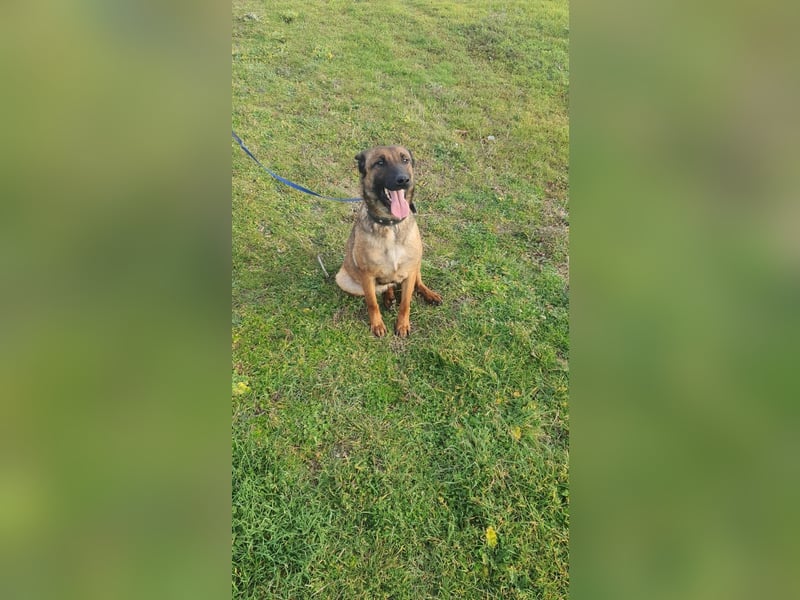 Wunderschöne Mali Hündin Hera sucht ein zu Hause