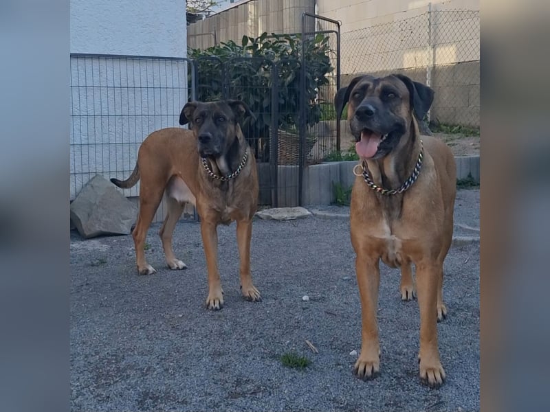Zwei gut erzogene Wach- und Familienhunde Malinois-Mix
