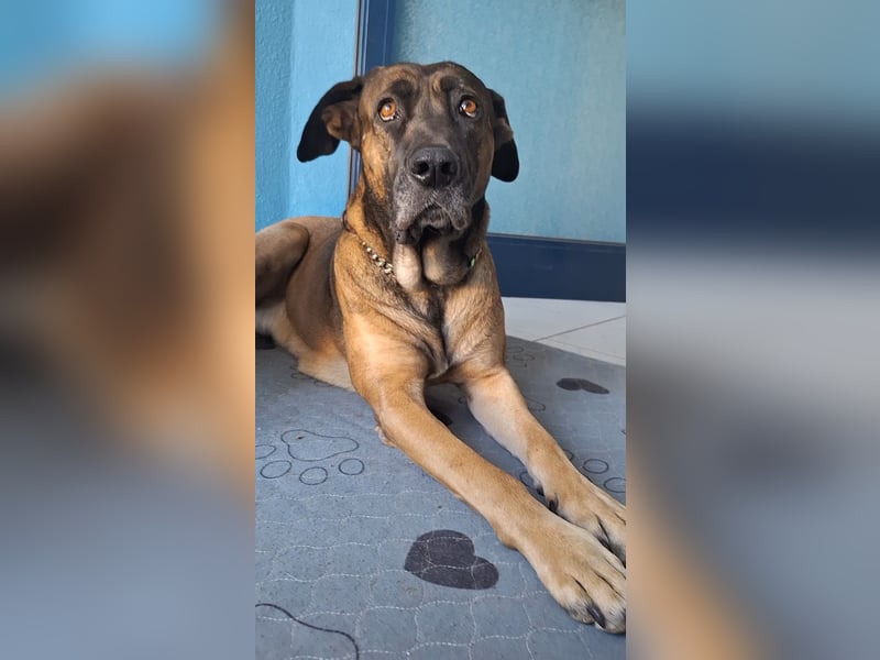 Zwei gut erzogene Wach- und Familienhunde Malinois-Mix