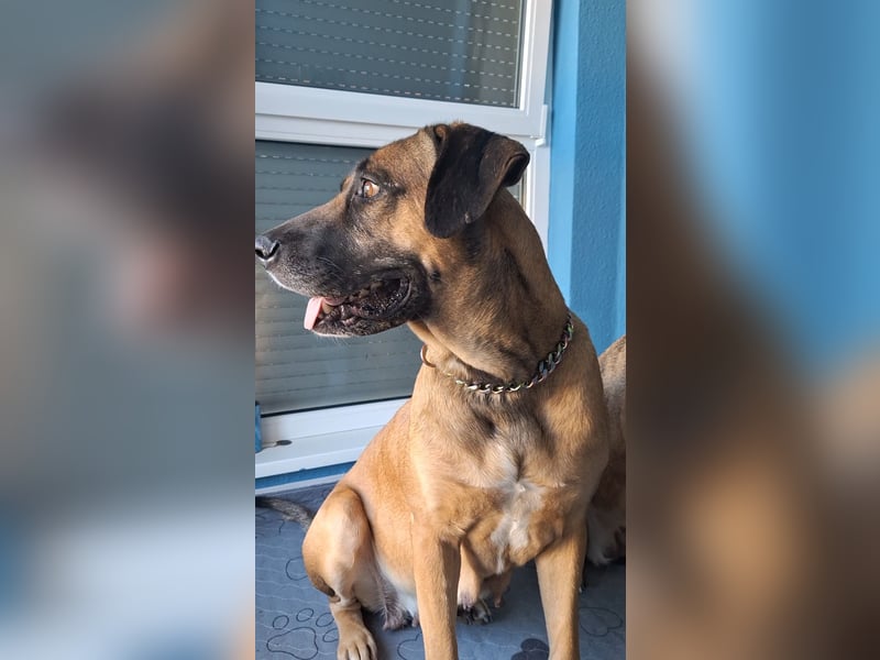 Zwei gut erzogene Wach- und Familienhunde Malinois-Mix