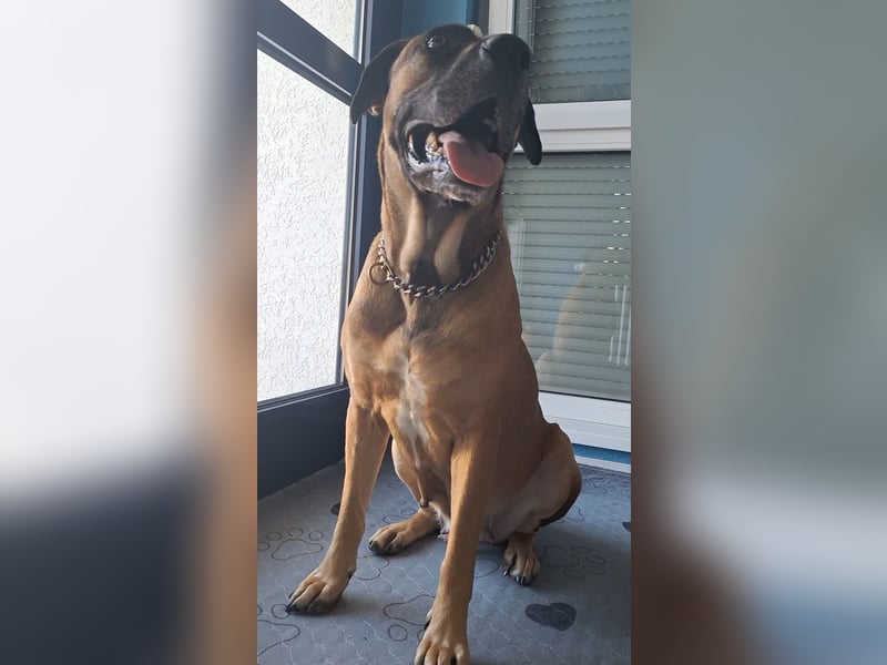 Zwei gut erzogene Wach- und Familienhunde Malinois-Mix