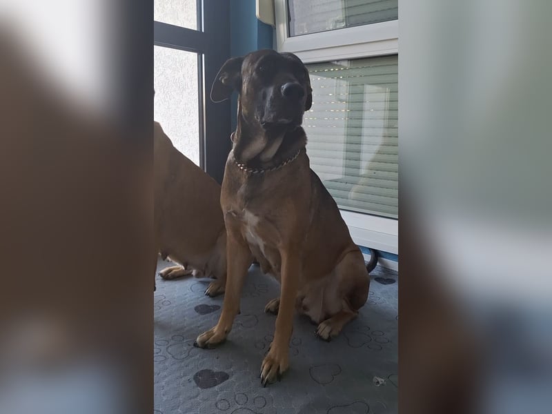 Zwei gut erzogene Wach- und Familienhunde Malinois-Mix