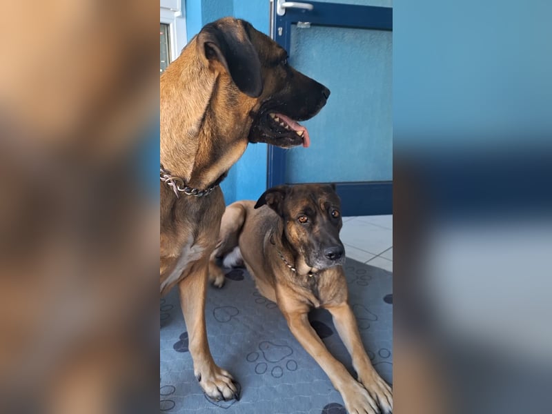 Zwei gut erzogene Wach- und Familienhunde Malinois-Mix