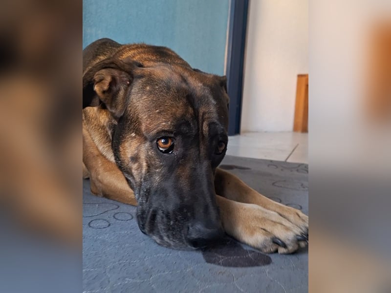 Zwei gut erzogene Wach- und Familienhunde Malinois-Mix