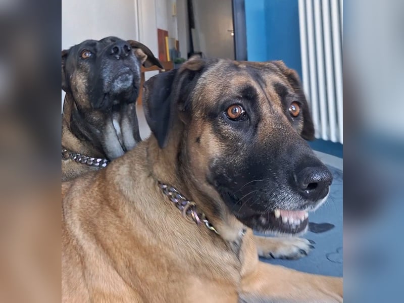 Zwei gut erzogene Wach- und Familienhunde Malinois-Mix