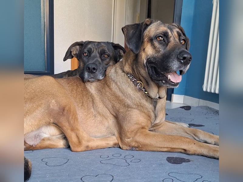 Zwei gut erzogene Wach- und Familienhunde Malinois-Mix