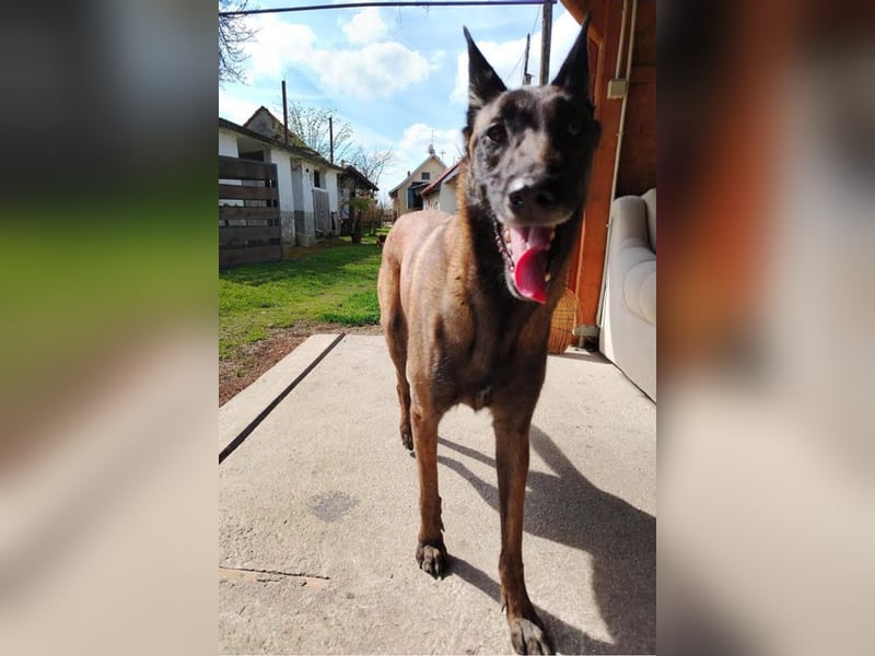 Ra - der Malinois hat bereits Familienerfahrung