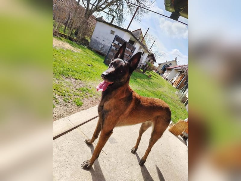 Ra - der Malinois hat bereits Familienerfahrung