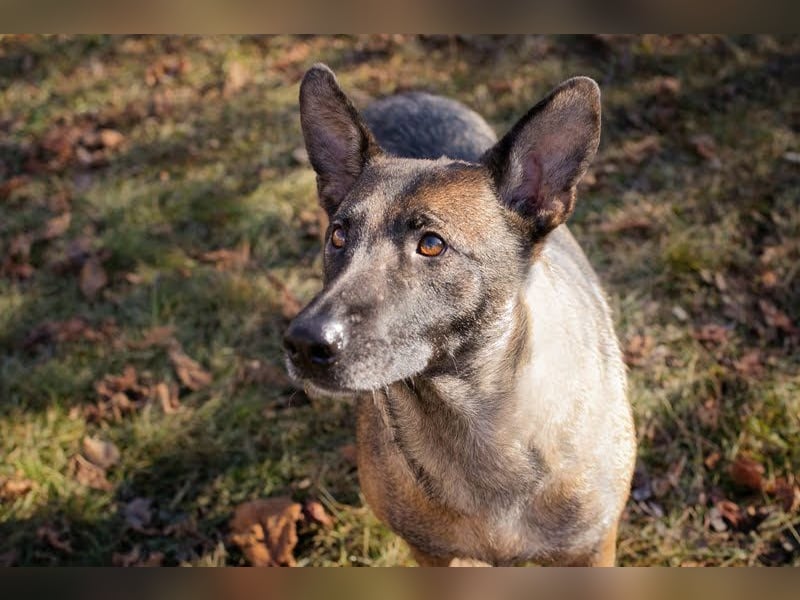FLOWER - ruhige und sanfte Mali-Mix-Hündin sucht hundeerfahrene Menschen