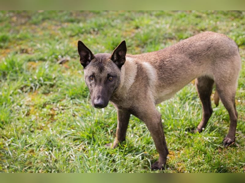 KARA - wer zeigt der hübschen Maus, wie schön ein Hundeleben sein kann?